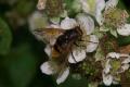 Hoverflies: Volucella zonaria